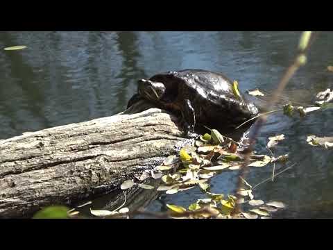 Wideo: Żółw czerwonolicy: opis, cechy, zdjęcie. Ile zębów ma żółw