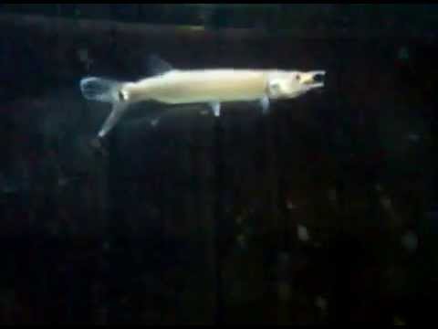 feeding my freshwater barracuda
