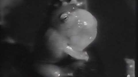 Snskrt - Untangle (feat. Stella Dunai) (Official Music Video)