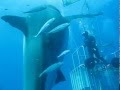 Deep blue le plus grand requin blanc jamais film