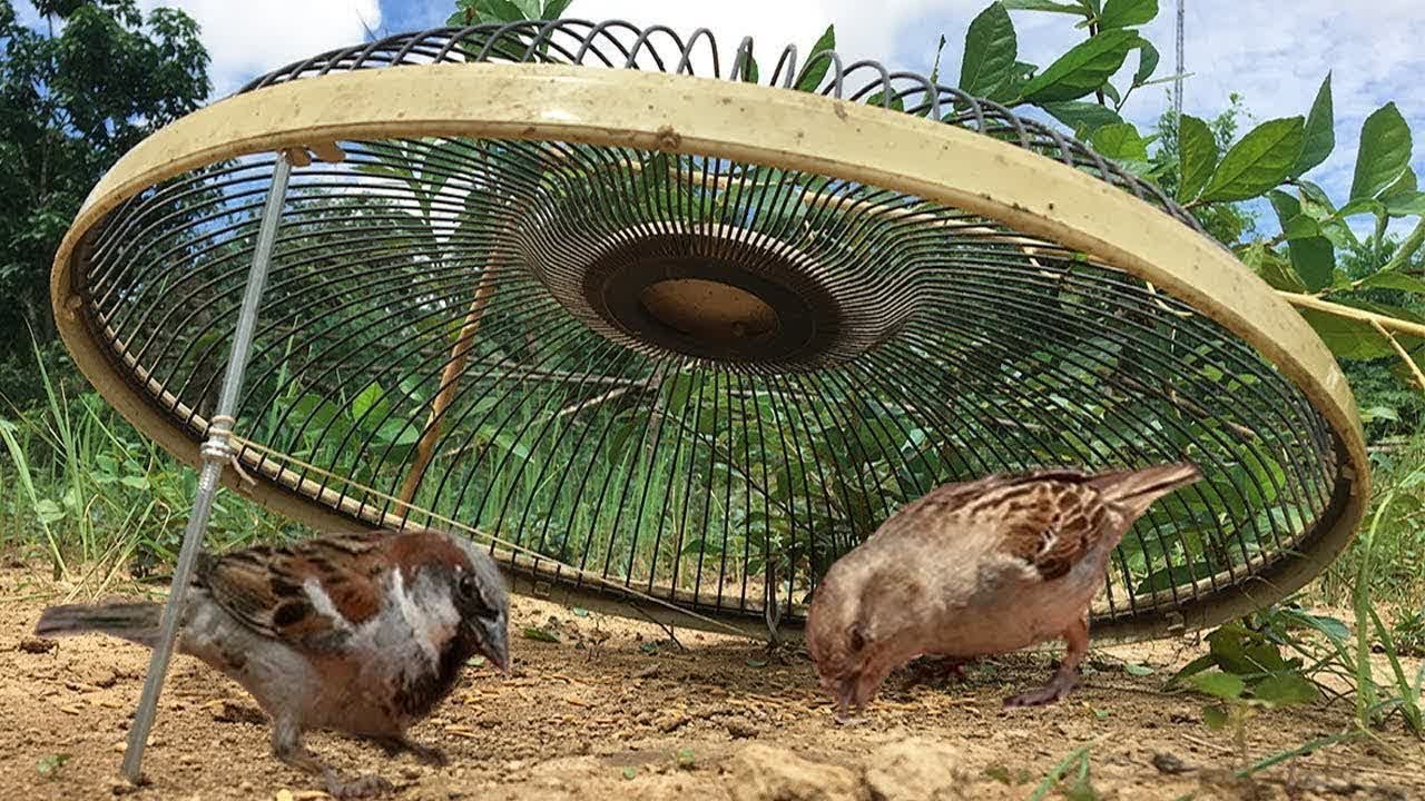 Amazing Quick Bird Trap By Using Old Fan Guard