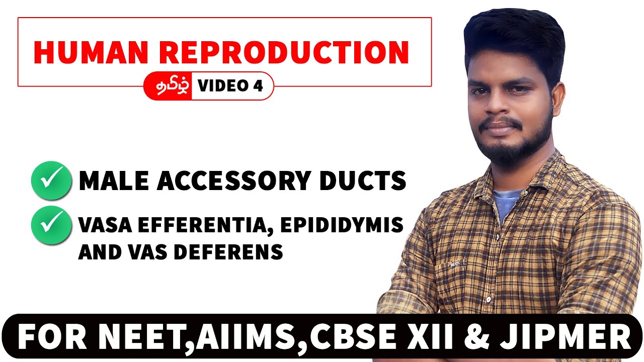 Male Accessory Ducts Human Reproduction in Tamil (4) YouTube