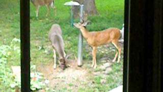 Deer Eating from Bird feeder.