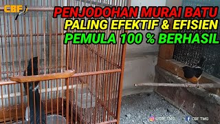 PENJODOHAN MURAI BATU PALING EFEKTIF & EFISIEN PEMULA 100% BERHASIL