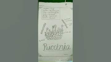 Puccinia , Agaricus, Compound microscope Figure #apshorts #shortvideo #shortsviral