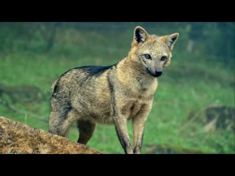 Cachorro do Mato  A primeira – e maior – equipe de Enduro do Brasil.