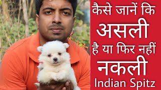 How to check 100% purity of Pomeranian dog or Indian spitz by Pomtoy anurag