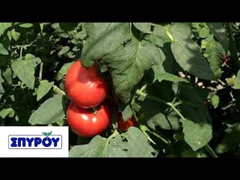 Τομάτα TRIFILIA ||