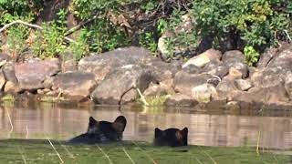 Swimming Bears