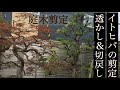 イトヒバの強剪定[切り戻し]小枝作り&透かし