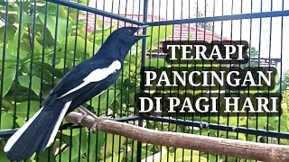 TERAPI / PANCINGAN KACER DI PAGI HARI bikin lawan cepat gacor BONGKAR ISIAN