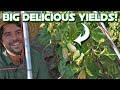 Growing basics for squash melons and cucumbers
