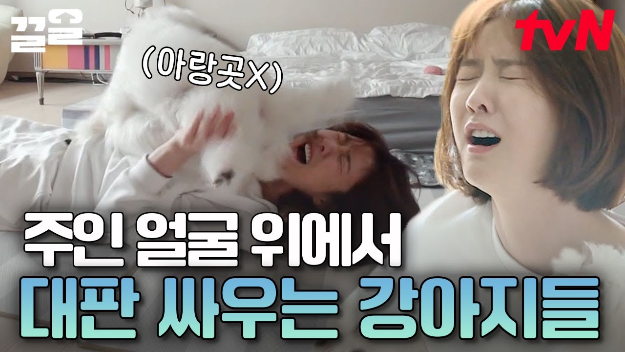 동동이와 부다는 참지 않아! 그게 엄마 얼굴 위라고 할지라도🐶💥 부다 먼저 챙기는 엄마 이수경 때문에 질투 폭발한 동동이 | 대화가필요한개냥