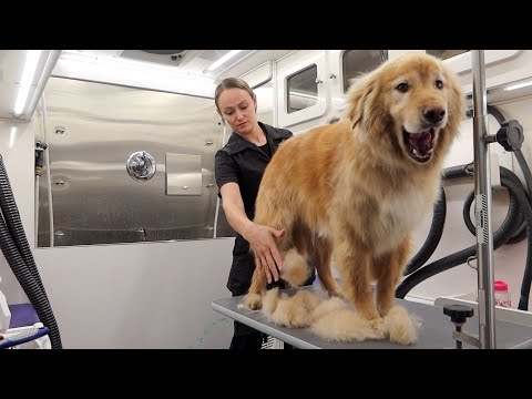 MASSIVE Undercoat Removal On Lion Dog