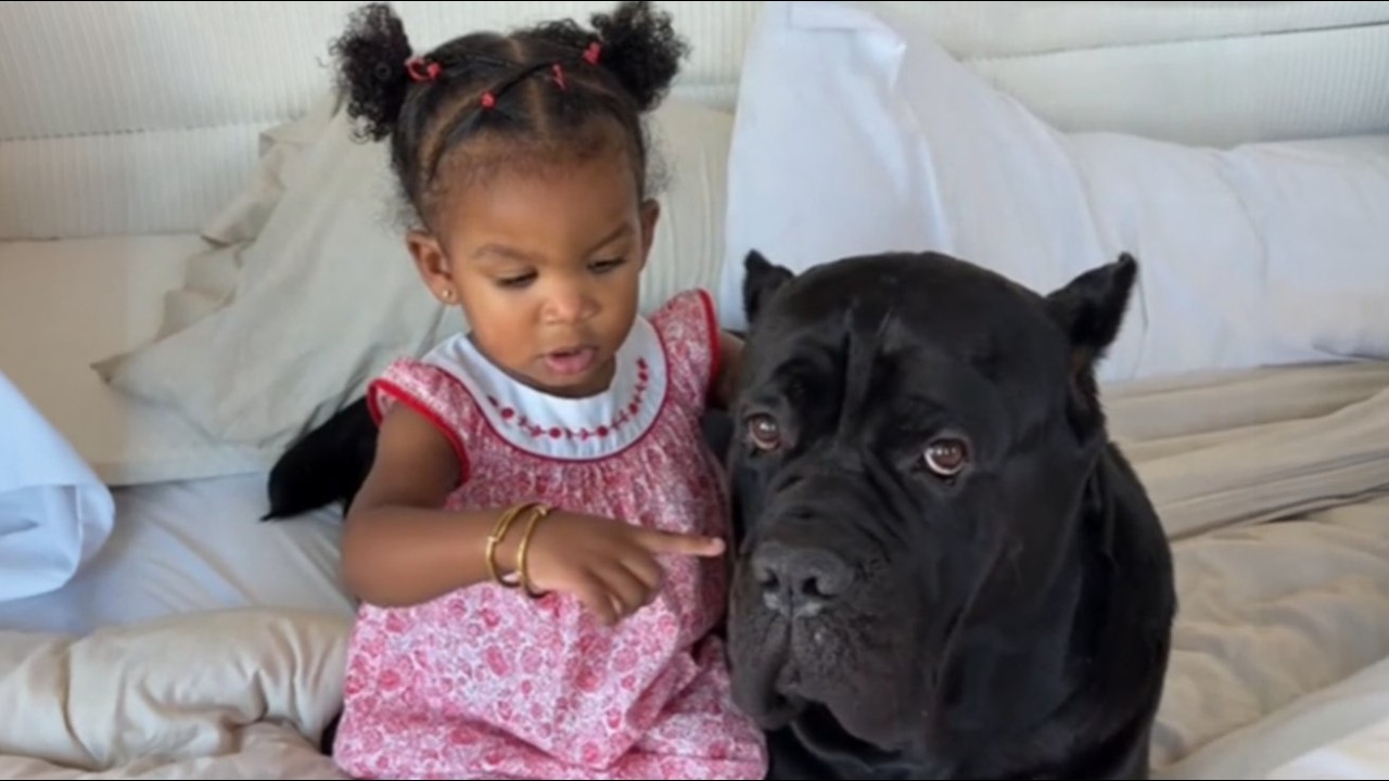 This 130lb Cane Corso Felt a Baby Kick—He Never Left Her Side Again