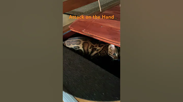 Video 9414341: bengals cat kitten animals, bengal cat cute kittens, bengal cat funny kitten, bengal kitten living