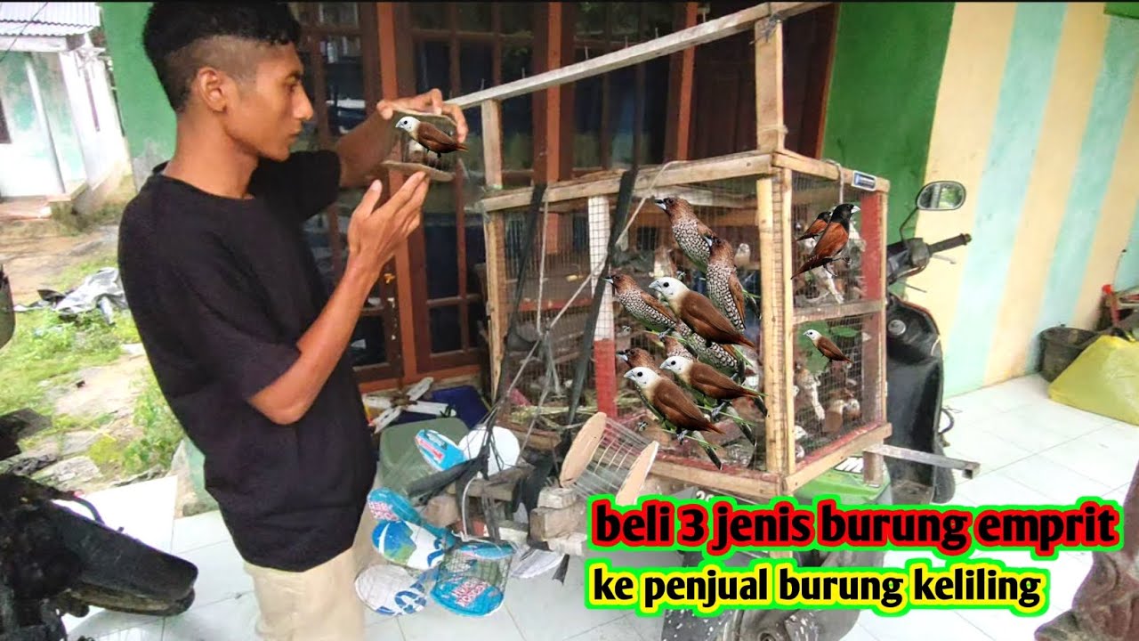 BELI BURUNG DI PENJUAL KELILING BURUNG EMPRIT