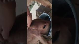 "The Cow Village: A Glimpse into Traditional Farming"#viralvlog #cow #rajsthaniculture