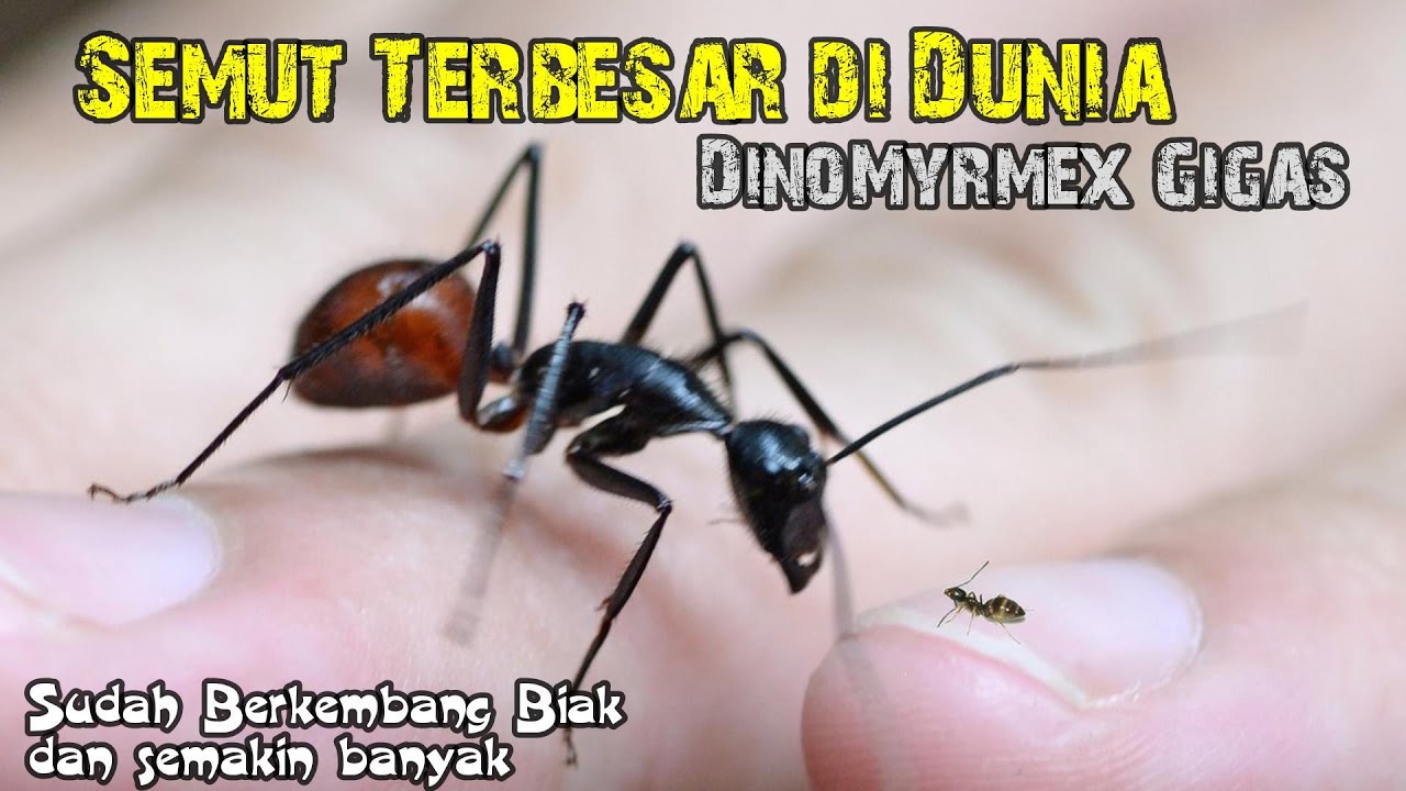 SEMUT DINOMYRMEX GIGAS SUDAH BERKEMBANG BIAK !! - YouTube