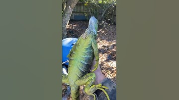 Iguanas falling from trees in Florida