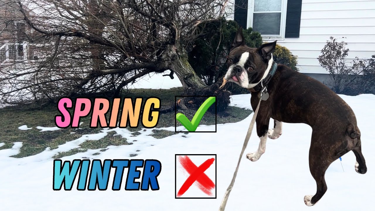 My Boston Terrier Knew Spring Was Coming… Then We Found THIS 🌳🐶