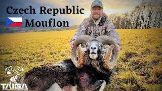 Hunting HUGE free-range Mouflon sheep in Czech Republic