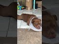 She hates that thing got 2 more weeks with it on😕😞 #americanbully #puppy #doglover #doglife