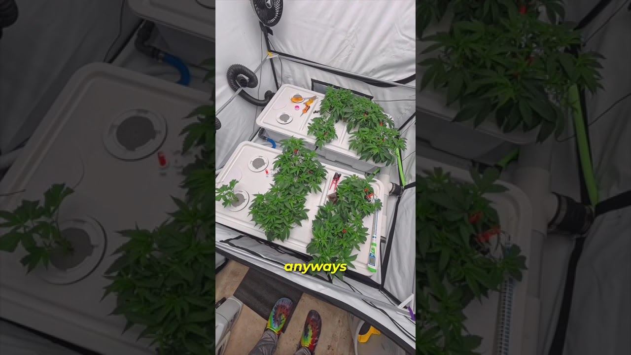 SCROG height planning