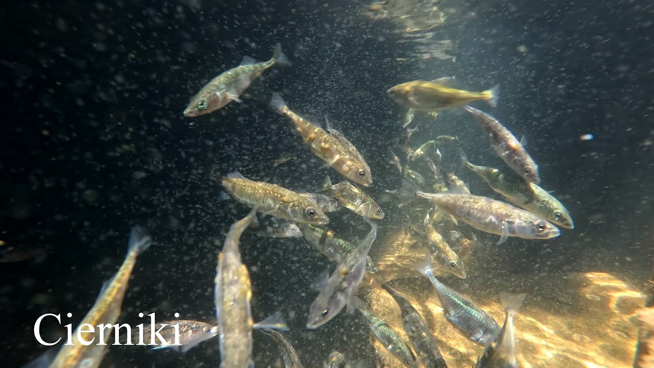 Cierniki w Bałtyku, żerujące na zooplanktonie. Stickleback habitat