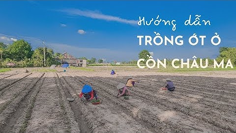 CÁCH TRỒNG ỚT Ở CỒN CHÂU MA
