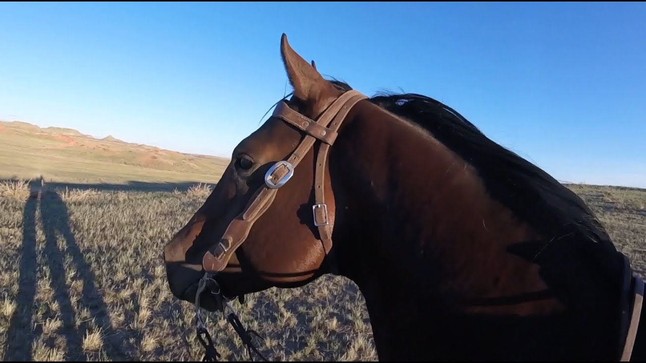 Jojo Riggs Exploring Krumm Spring With Riggs While Catching JoJo And Foal - YouTube