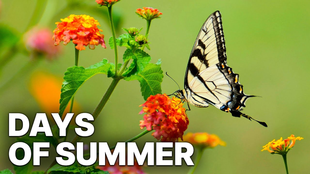 Days of Summer | Nature Documentary