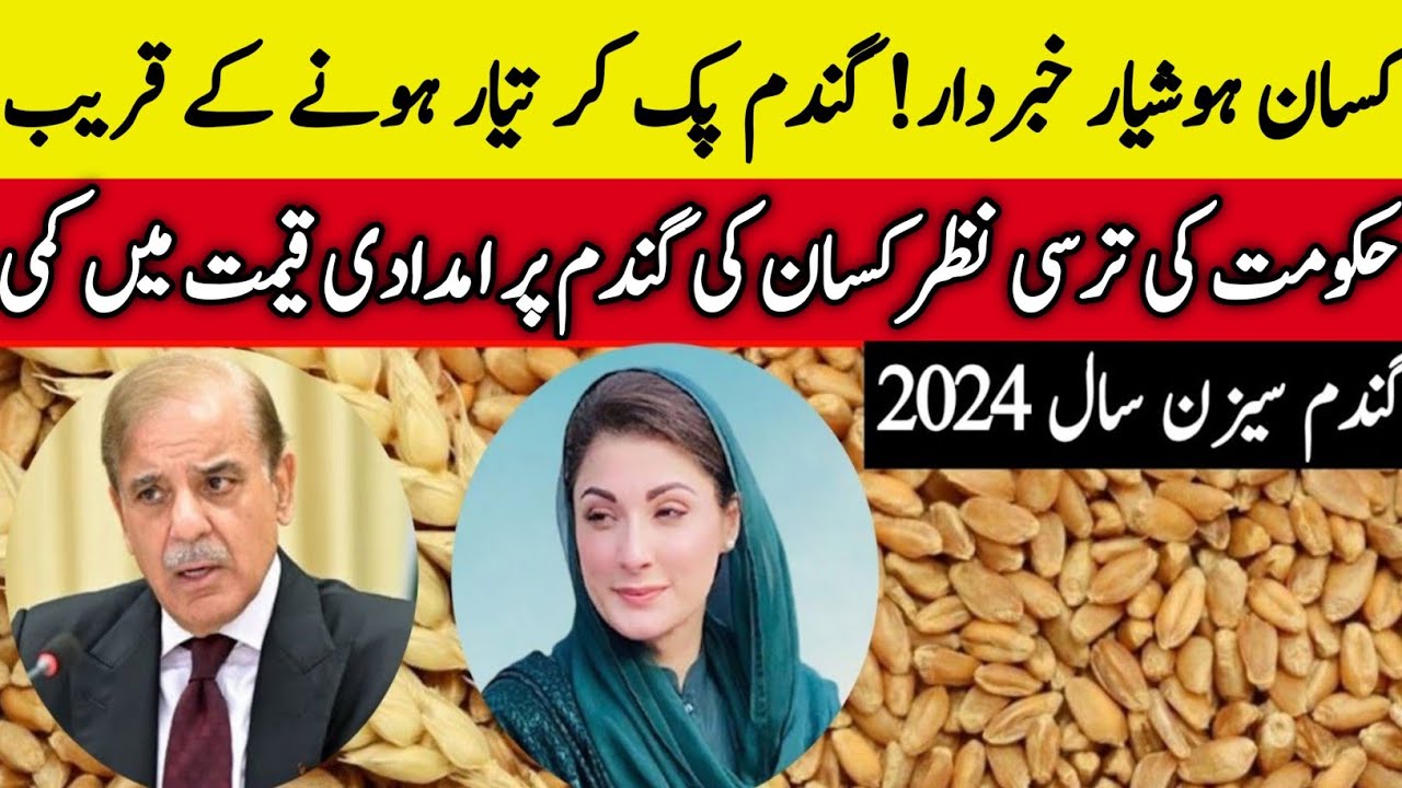 wheat price in pakistan 2024/Wheat support price 2024/wheat rate today ...