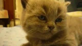 Gif cat wakeup and go to sleep again :D