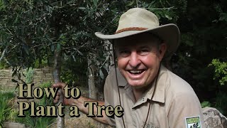 How to Properly Plant a Tree - Tree Tips #1