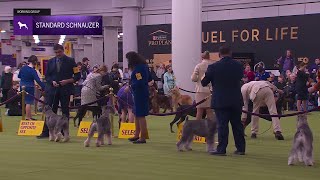 Junior Showmanship Preliminaries #2 | Westminster Kennel Club 2026 Net Worth