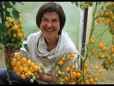 Обзор томатов в теплицах (часть 7). Сезон 2023. Самые красивые сорта жёлтых и оранжевых томатов.