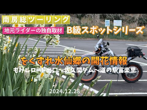 鋸南をくずれ水仙郷、12/28の開花状況。南房総ツーリングガイド