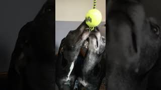 Greyhound hypnotism for New Year weight loss  #adoptagreyhound  #greyhounds #doglover #funny #dog