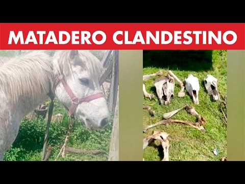 Polo horse rustlers: they cut fences, stole the horses, and slaughtered them.