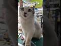 setia #fypシ゚viral #cat #lirikdudatanpamakna