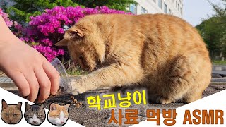 학교냥이 치즈의 조용조용 사료 먹방 ASMR ! #cat #cute #animals #고양이 #고양이일상 #길냥이 #먹방 #힐링