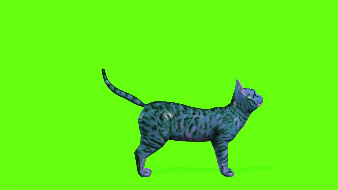 Green Screen Cat Animation Cat Green Screen Video YouTube