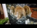 Cat in glass