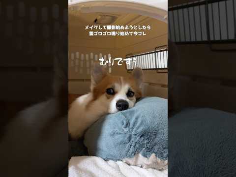 突然の雷雨で今コレ🐕⚡️ #コーギー #犬のいる生活 #tiktoktrend