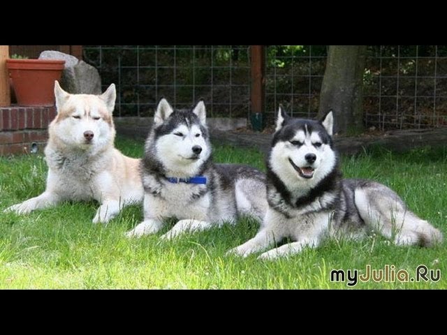 Аляскинский маламут (Alaskan Malamute). Порода собак (Dog Breed)