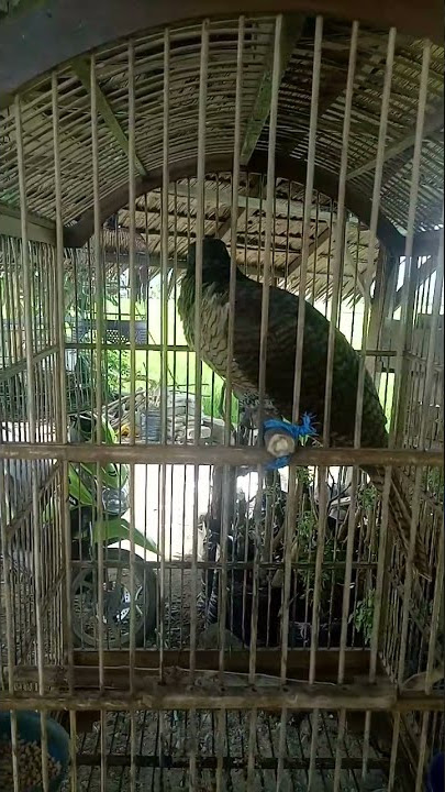 SUARA TUWU BETINA GACOR