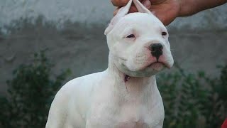 Top 10 Dangerous Bully Breads With Peaky Blinder Song