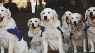 Vets Kitchen&#39;s Dancing Dogs Takeover Waterloo