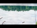 Поклевка плотвы на маховую удочку #поклевка #поплавок #плотва #рыбалка #asmr #fishing #fishingvideo